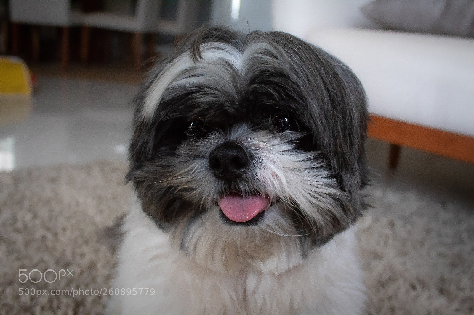Canon EOS 1300D (EOS Rebel T6 / EOS Kiss X80) sample photo. Cute puppie photography
