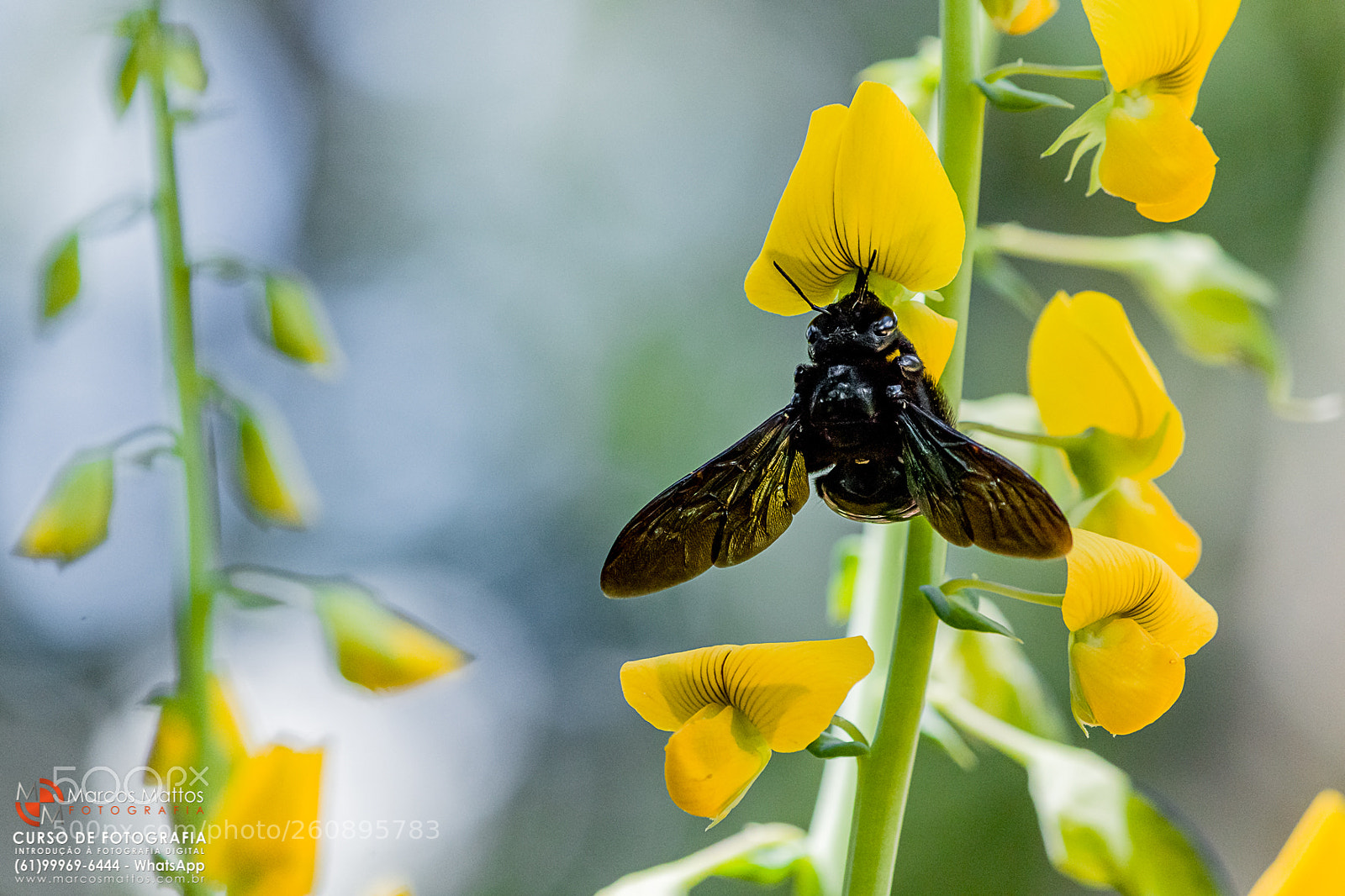 Canon EOS 7D Mark II sample photo. Inseto photography