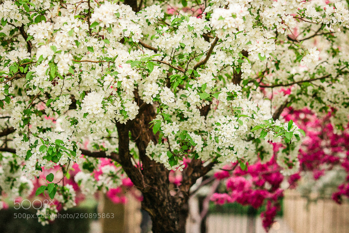 Canon EOS 6D sample photo. Cherry blossoms (of ) photography