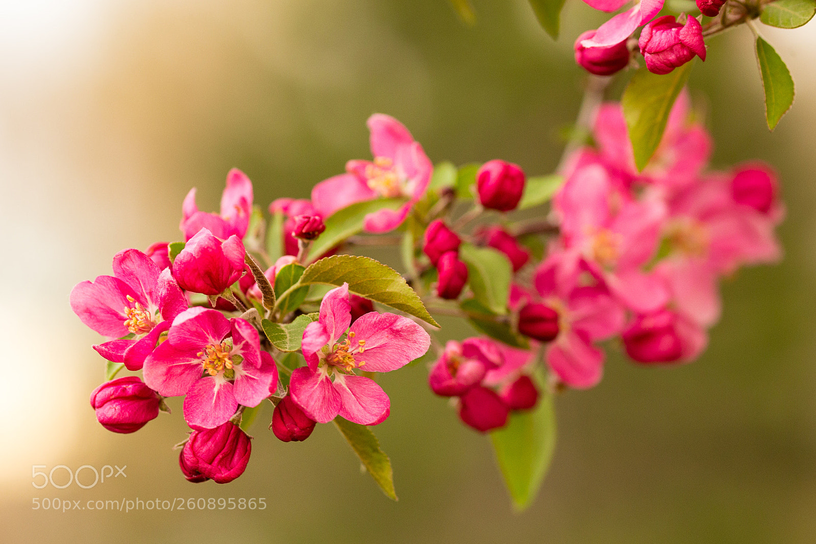 Canon EOS 6D sample photo. Stock blossoms (of ) photography