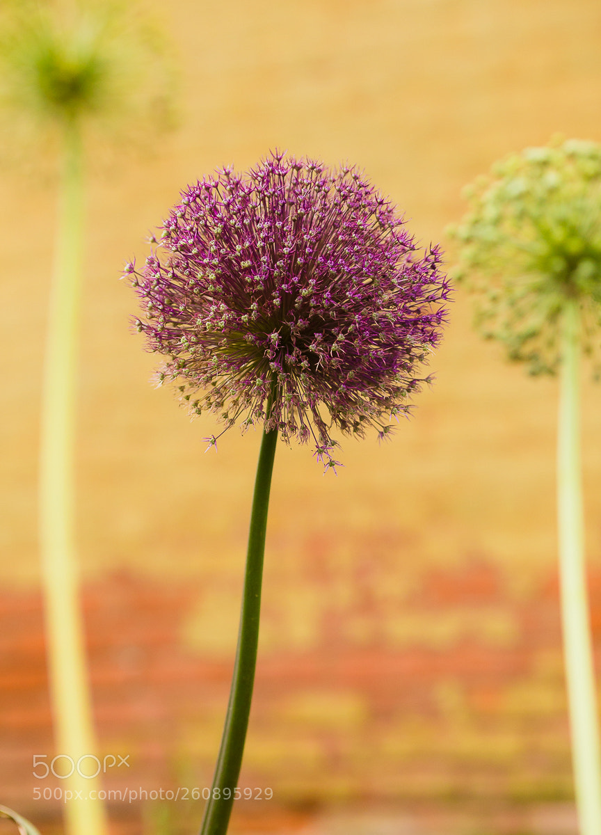 Canon EOS 6D sample photo. Topsy promo (of ) photography