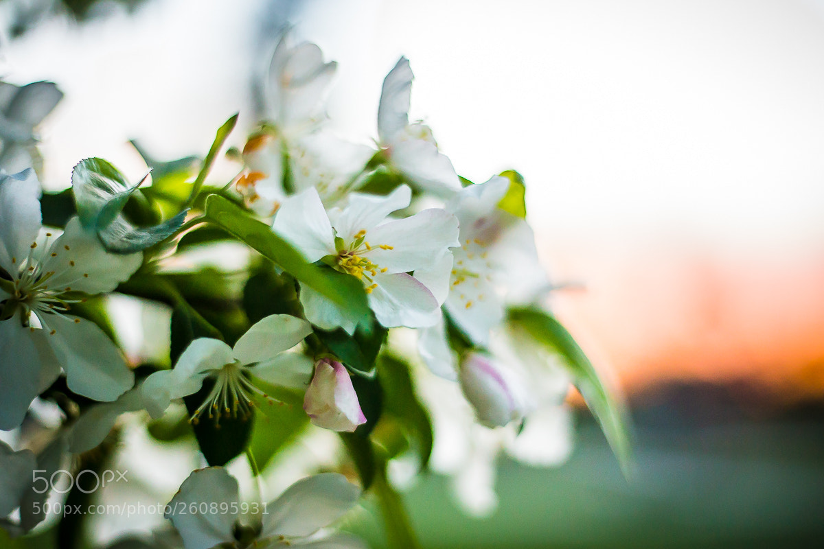 Canon EOS 6D sample photo. Topsy promo (of ) photography