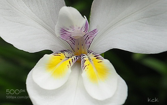 Olympus OM-D E-M10 II sample photo. Flower series 7. photography