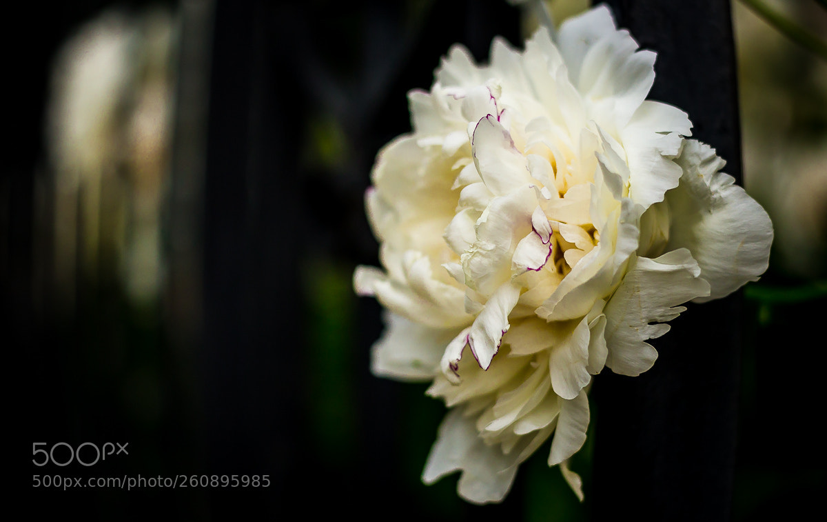 Canon EOS 6D sample photo. Dencab week (of ) photography