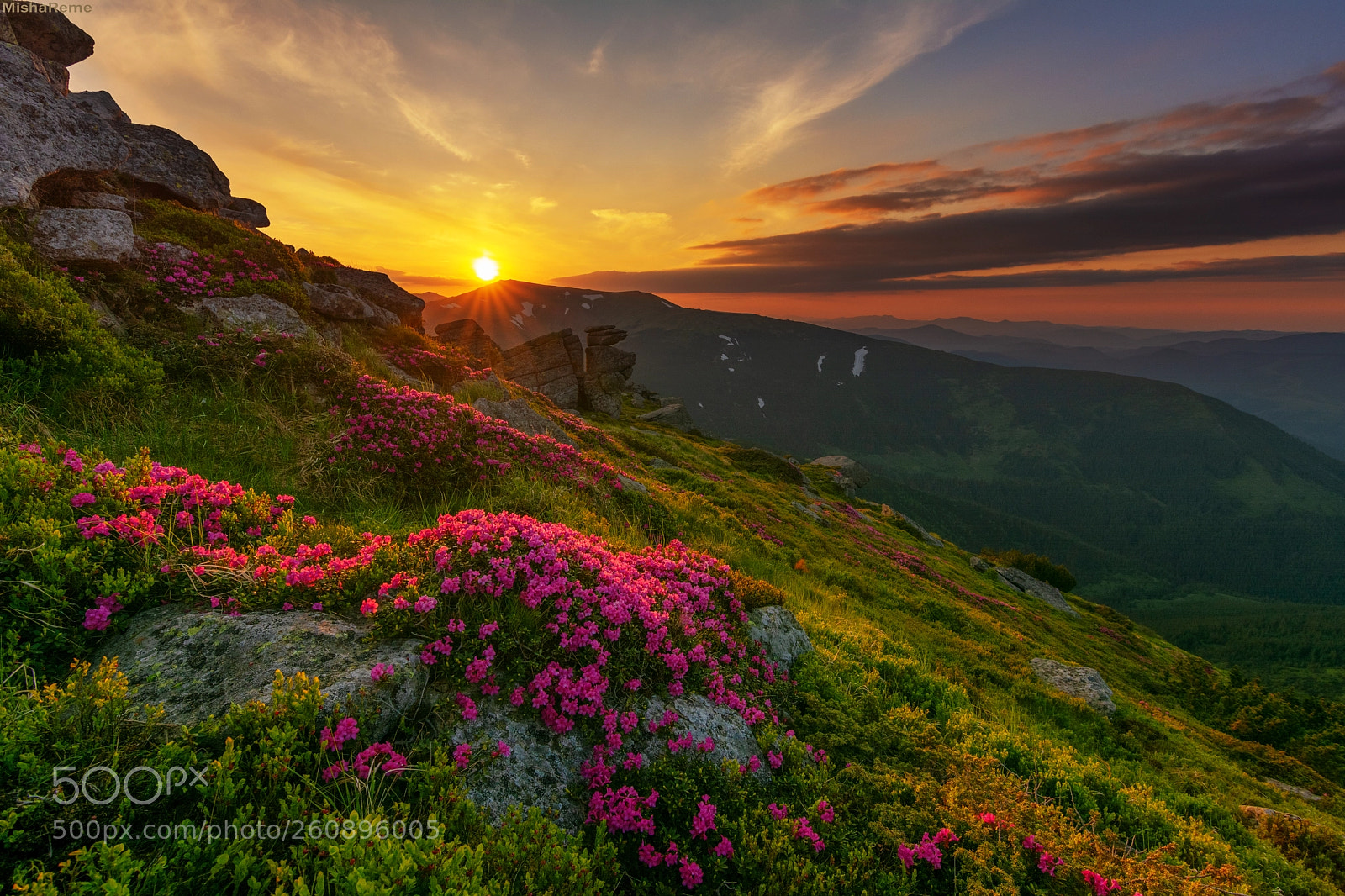 Nikon D7100 sample photo. Flowers in carpathians*** photography