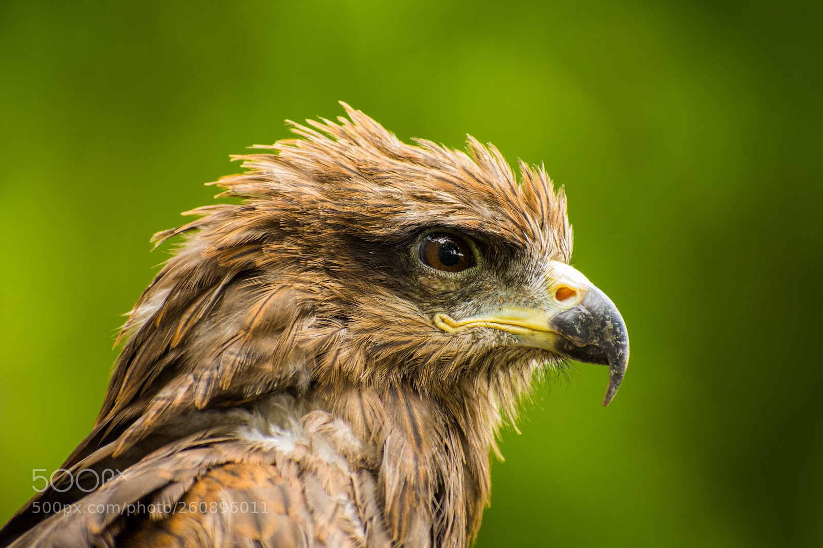 Nikon D7200 sample photo. Eagle photography