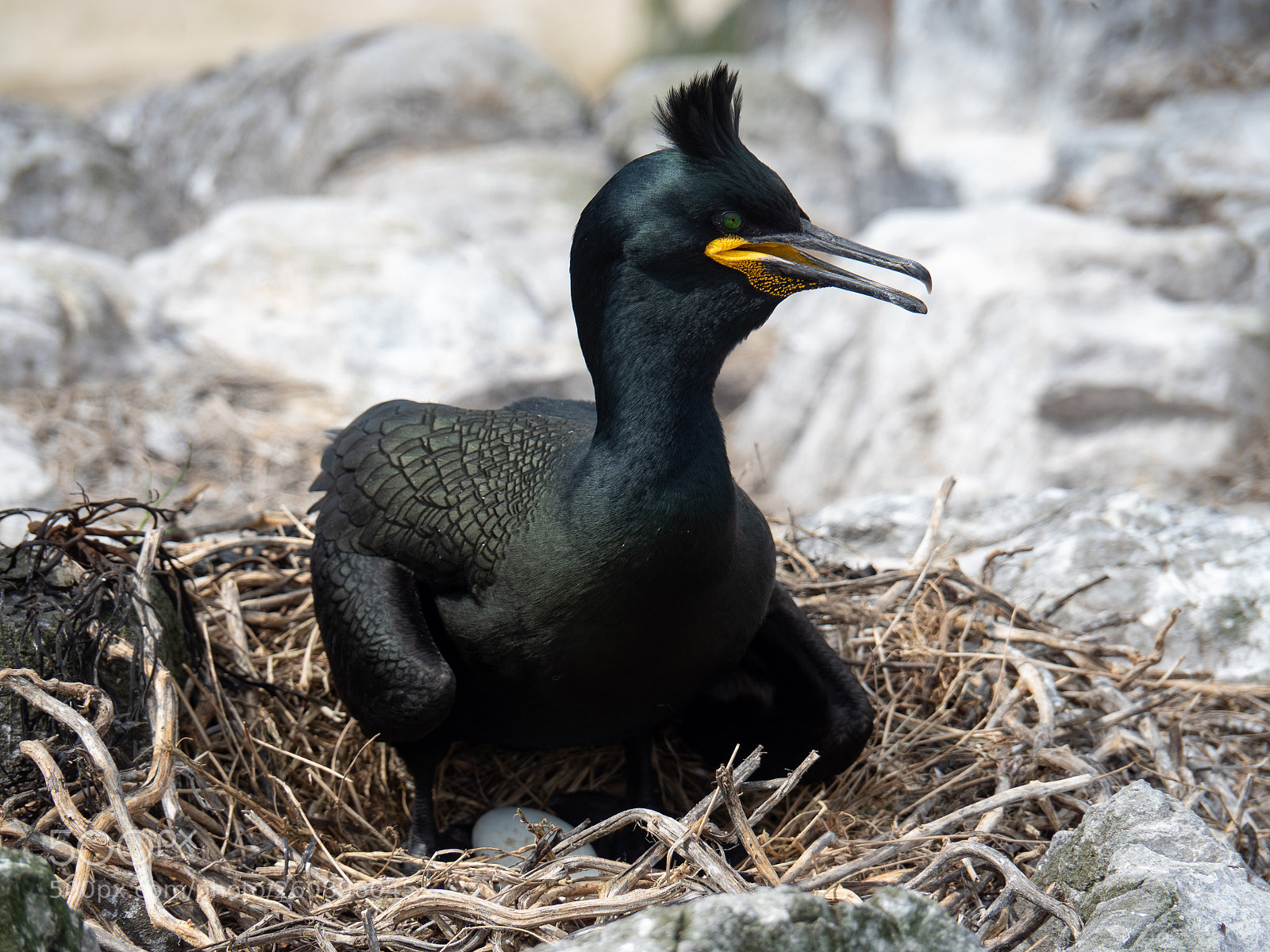Olympus OM-D E-M5 II sample photo. Nesting shag photography