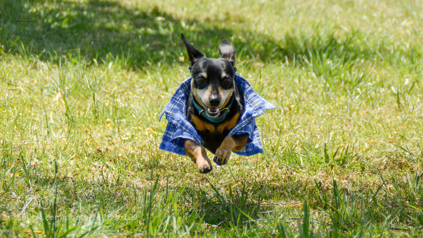 Nikon D5200 sample photo. Minipins 014 photography