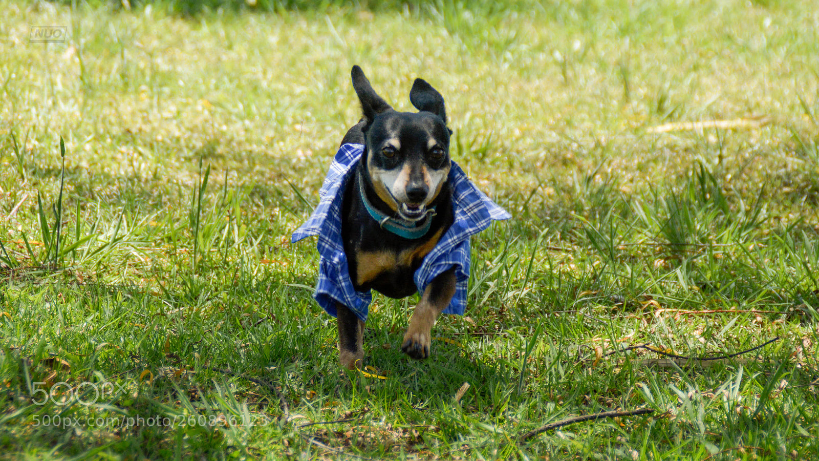 Nikon D5200 sample photo. Minipins 014 photography