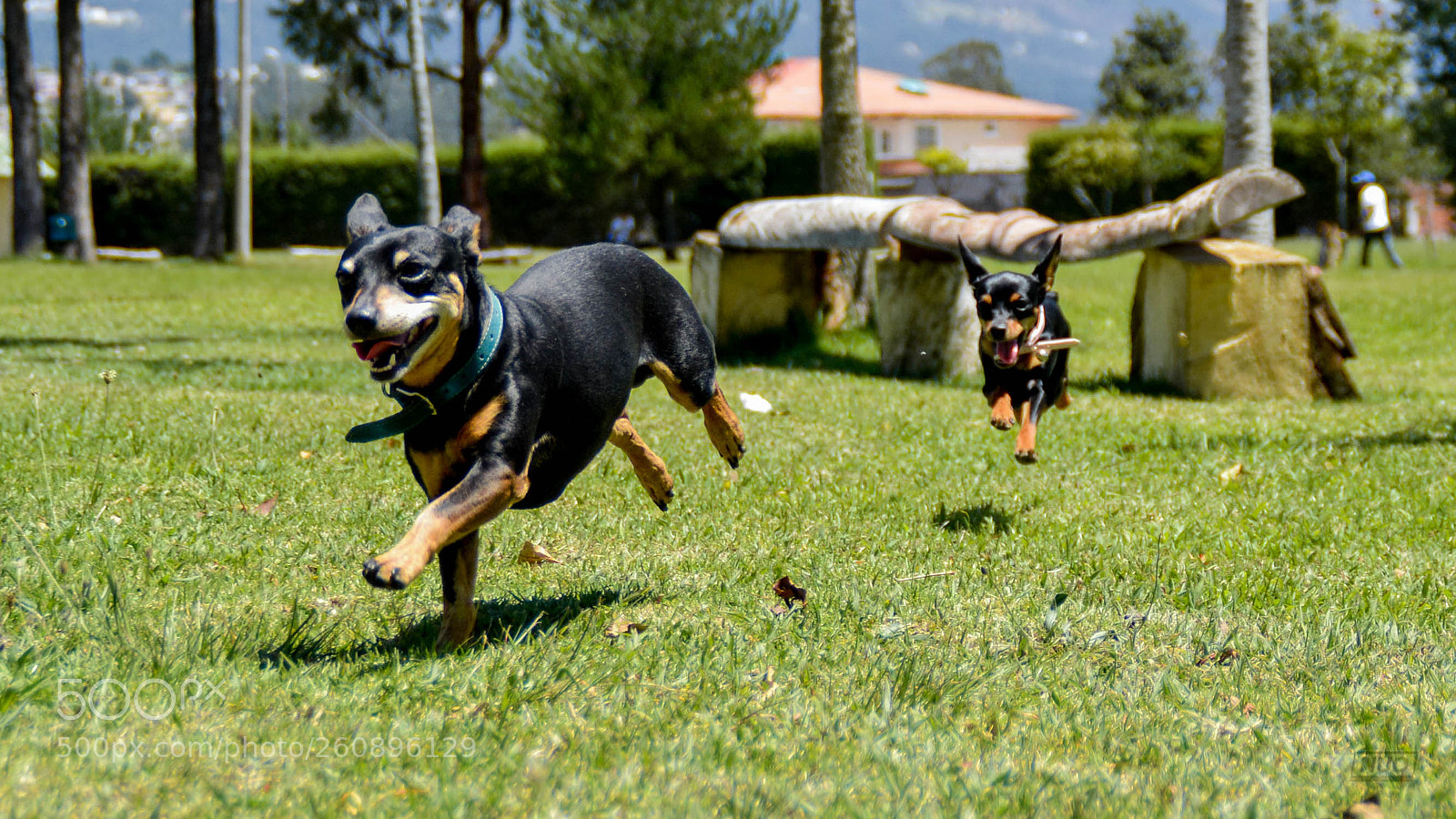 Nikon D5200 sample photo. Minipins 014 photography