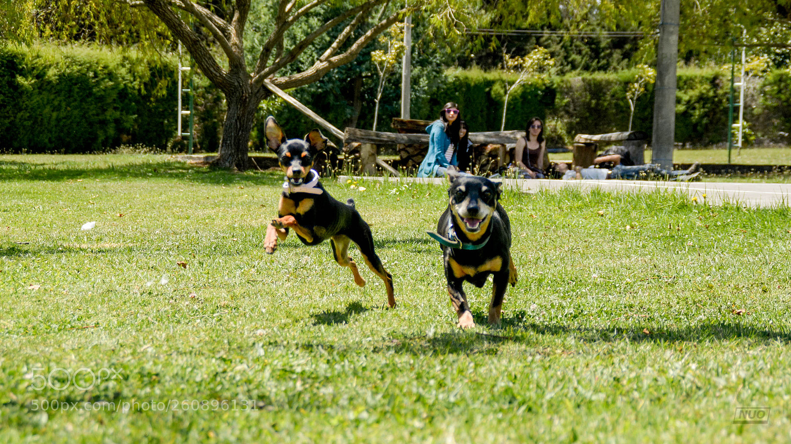 Nikon D5200 sample photo. Minipins 014 photography
