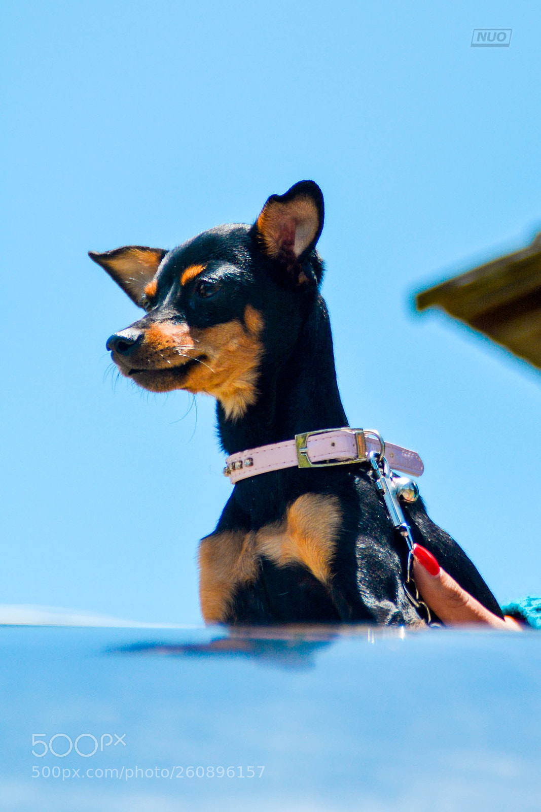 Nikon D5200 sample photo. Minipins 014 photography