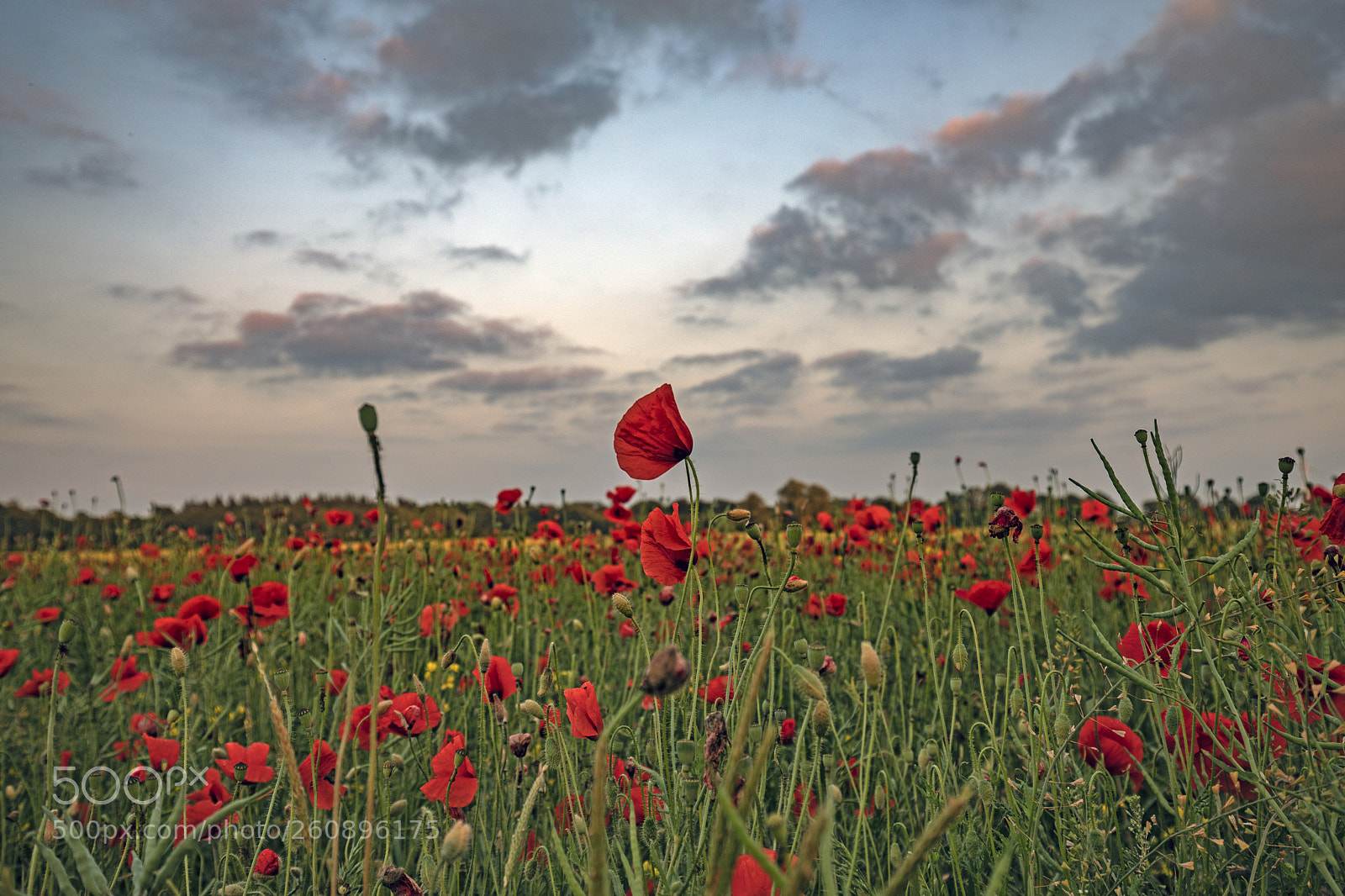 Canon EOS 5D Mark IV sample photo. Poppies photography