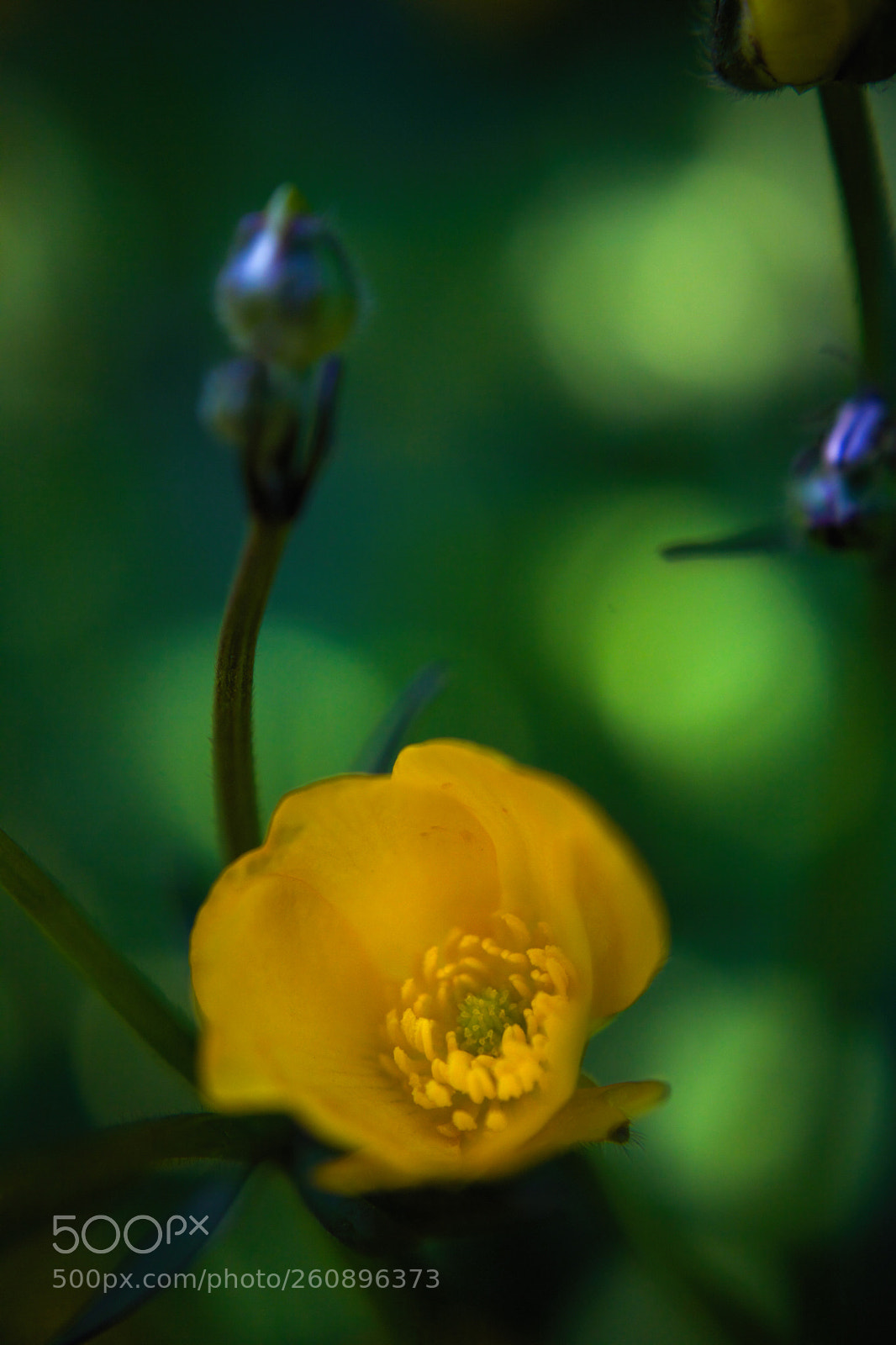 Canon EOS 5D Mark II sample photo. Golden thoughts photography