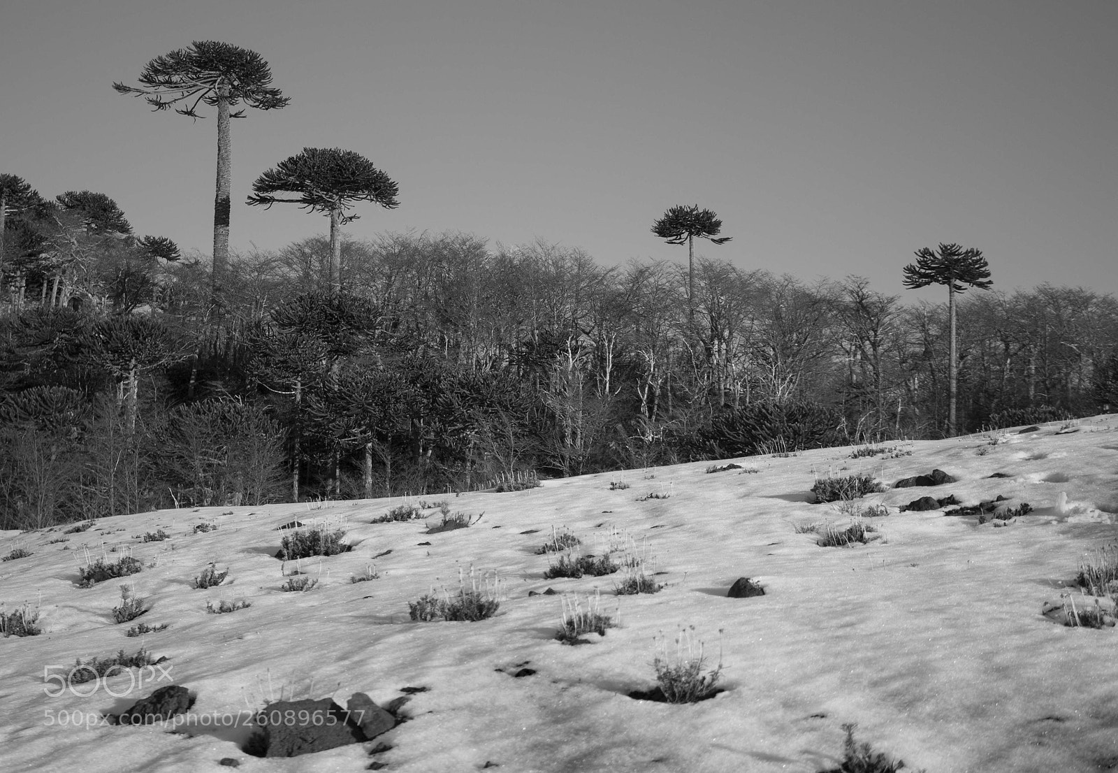 Canon EOS 700D (EOS Rebel T5i / EOS Kiss X7i) sample photo. Araucarias milenarias photography