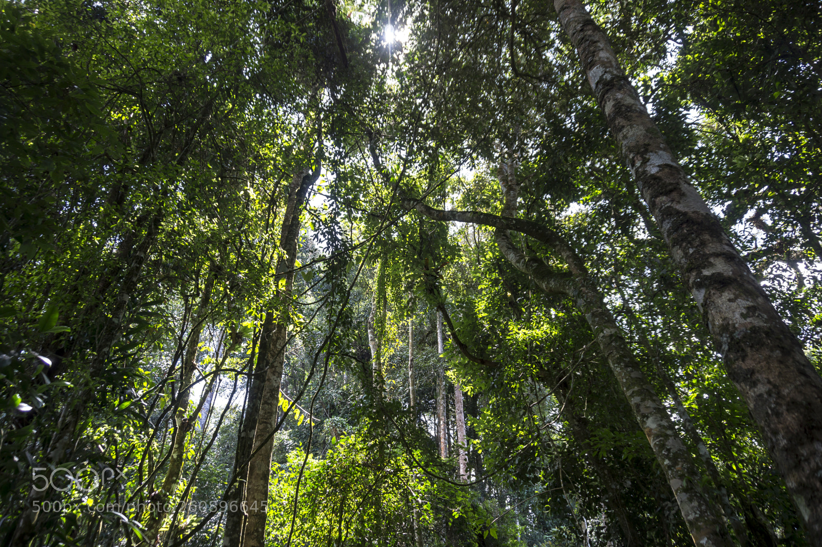 Sony Alpha a5000 (ILCE 5000) sample photo. Jungle canopy photography