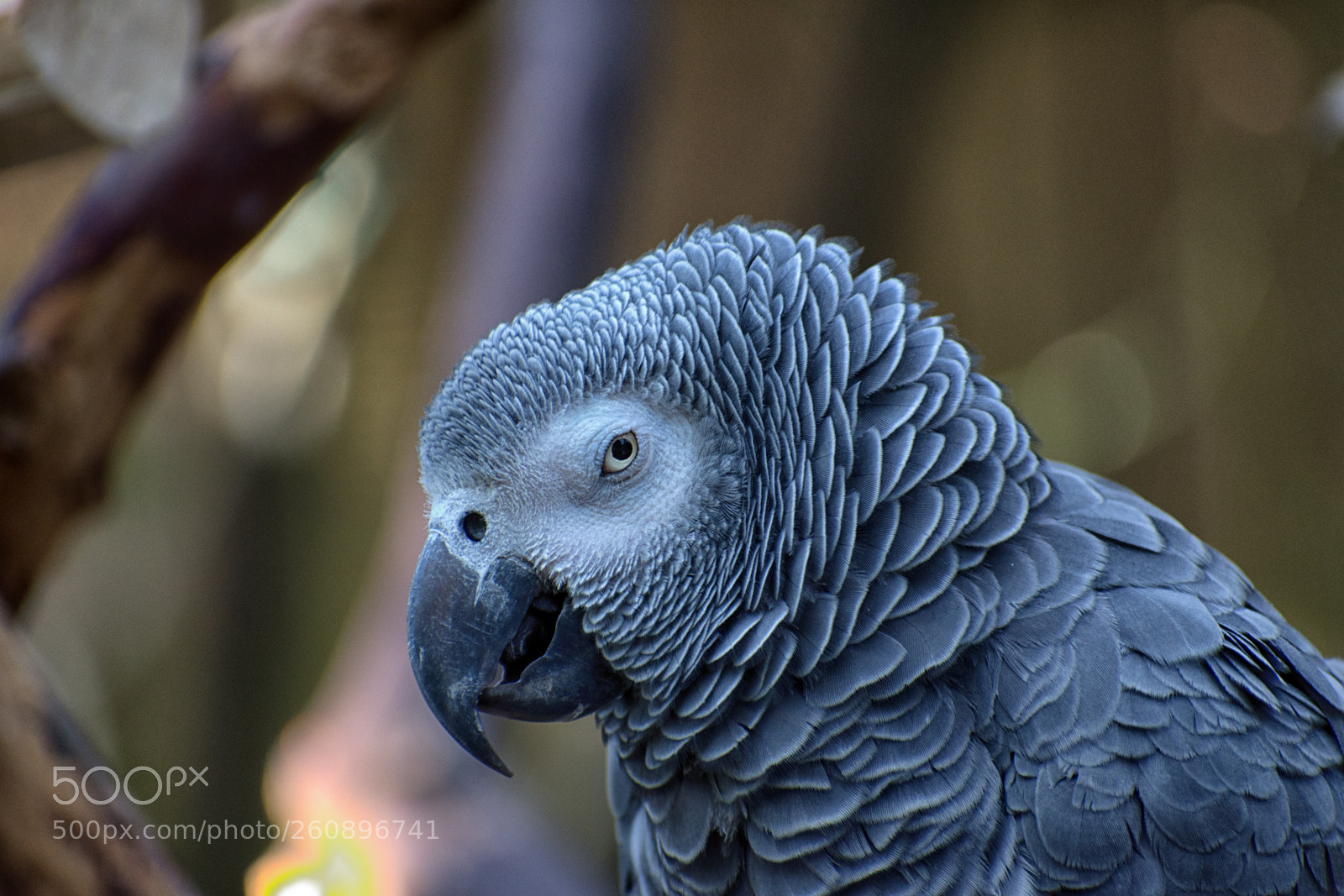 Nikon D7200 sample photo. African grey parrot photography