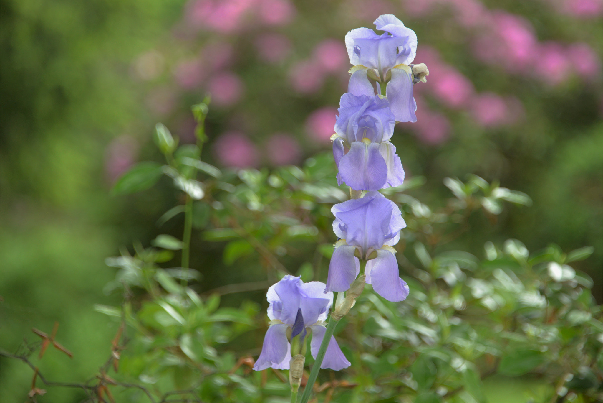 Nikon D610 sample photo. Iris photography
