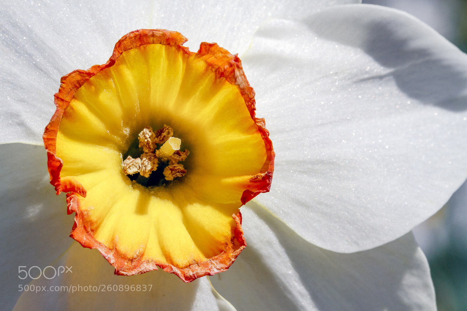 Canon EOS 7D sample photo. Beautiful daffodil closeup photography