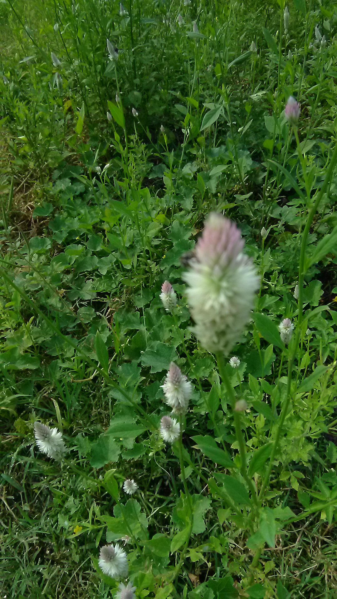 HMD Global Nokia 2 sample photo
