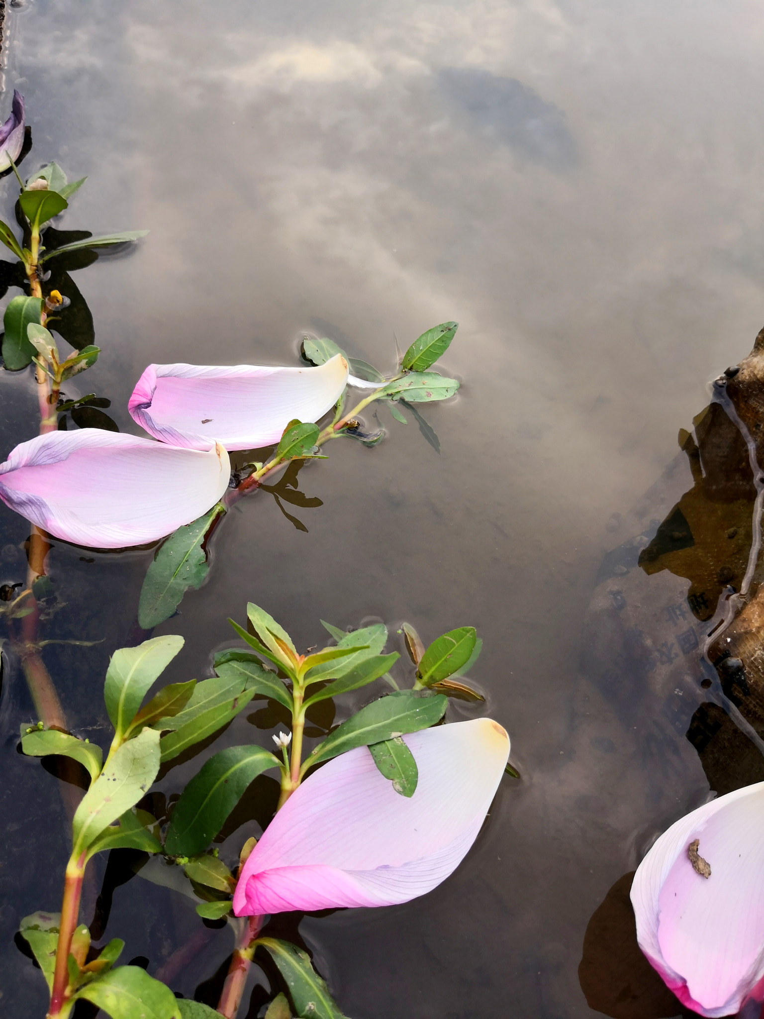 HUAWEI Mate 10 sample photo