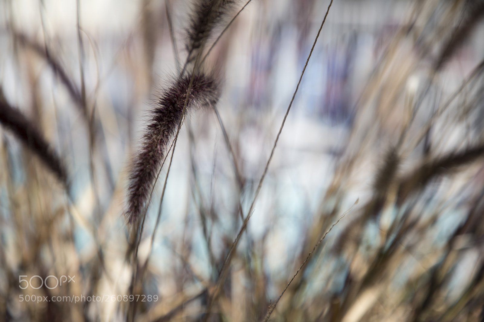 Canon EOS 6D Mark II sample photo. Relax photography