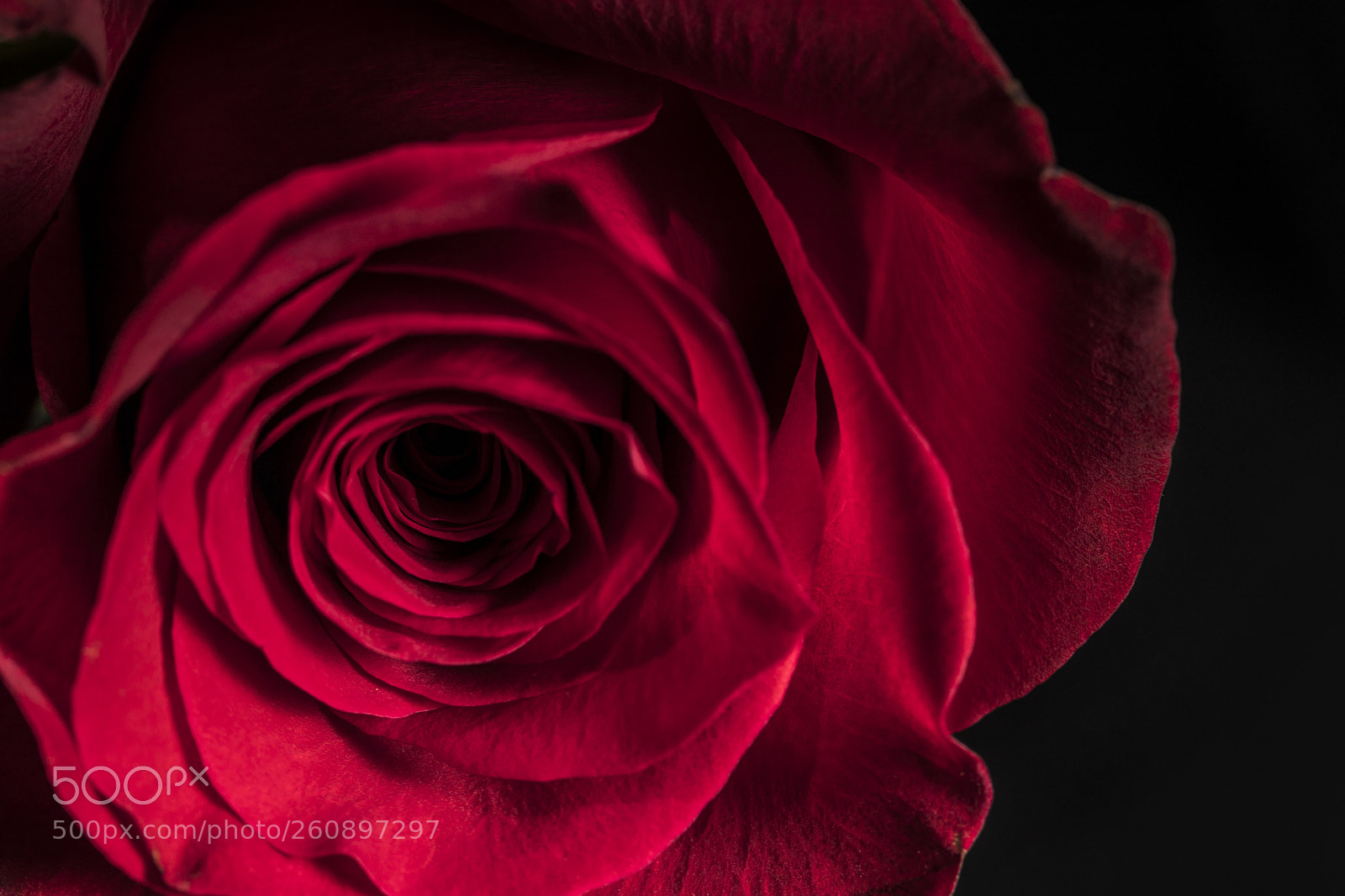 Canon EOS 6D Mark II sample photo. Red rose photography