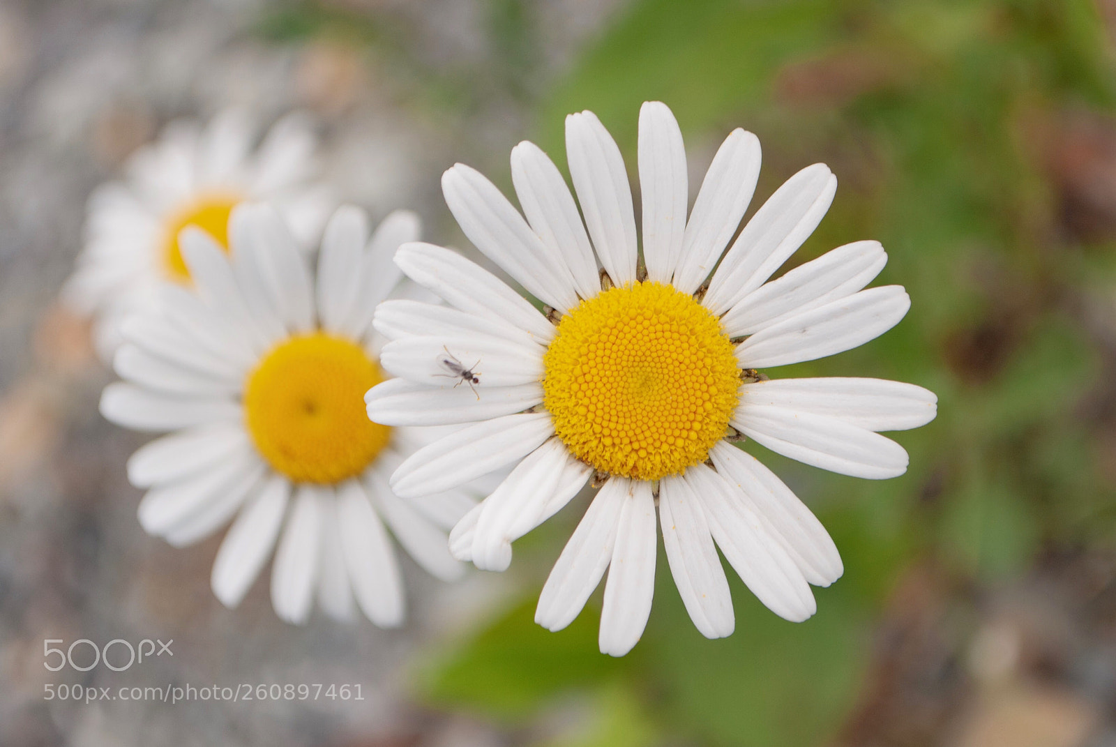 Nikon D3000 sample photo. Steppin’ daisies photography
