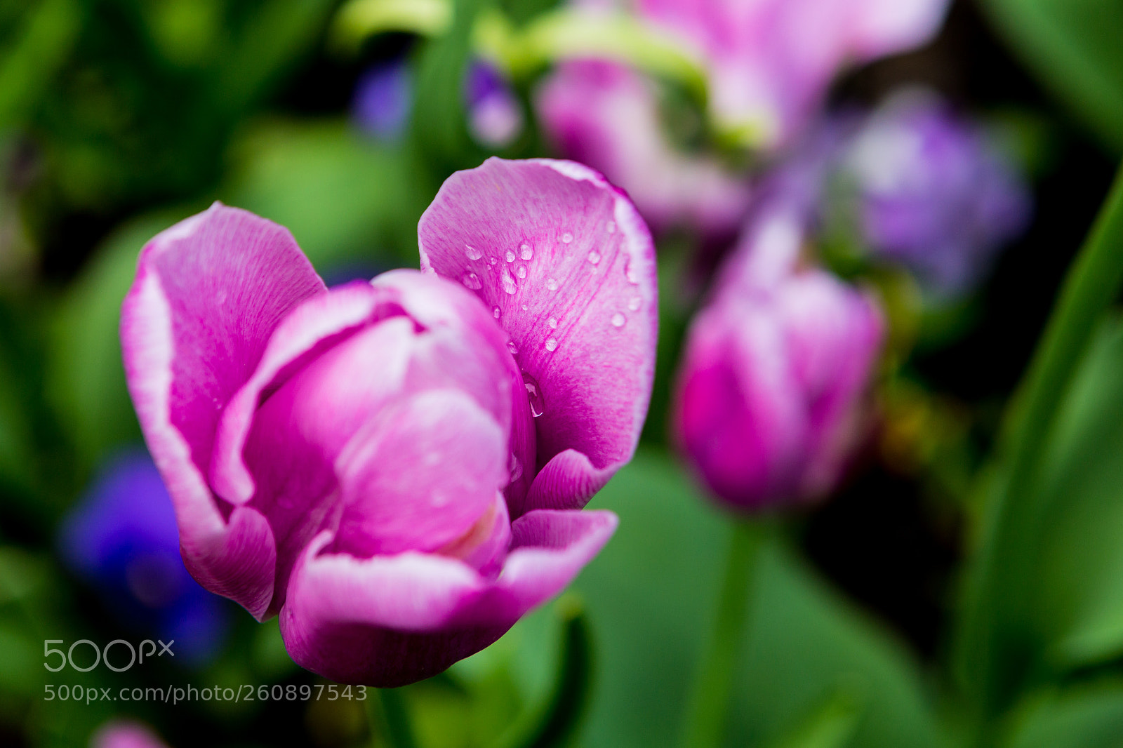 Canon EOS 6D sample photo. Untitled photography
