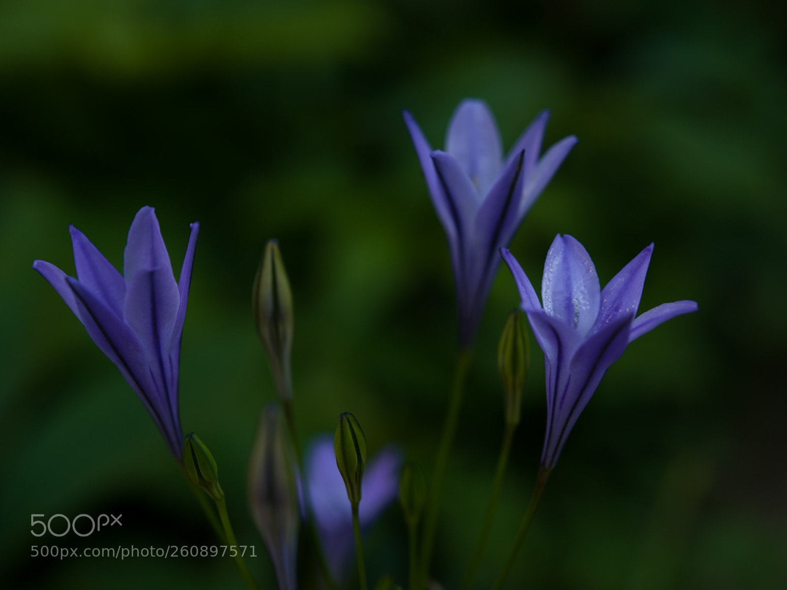Nikon D700 sample photo. Blue photography