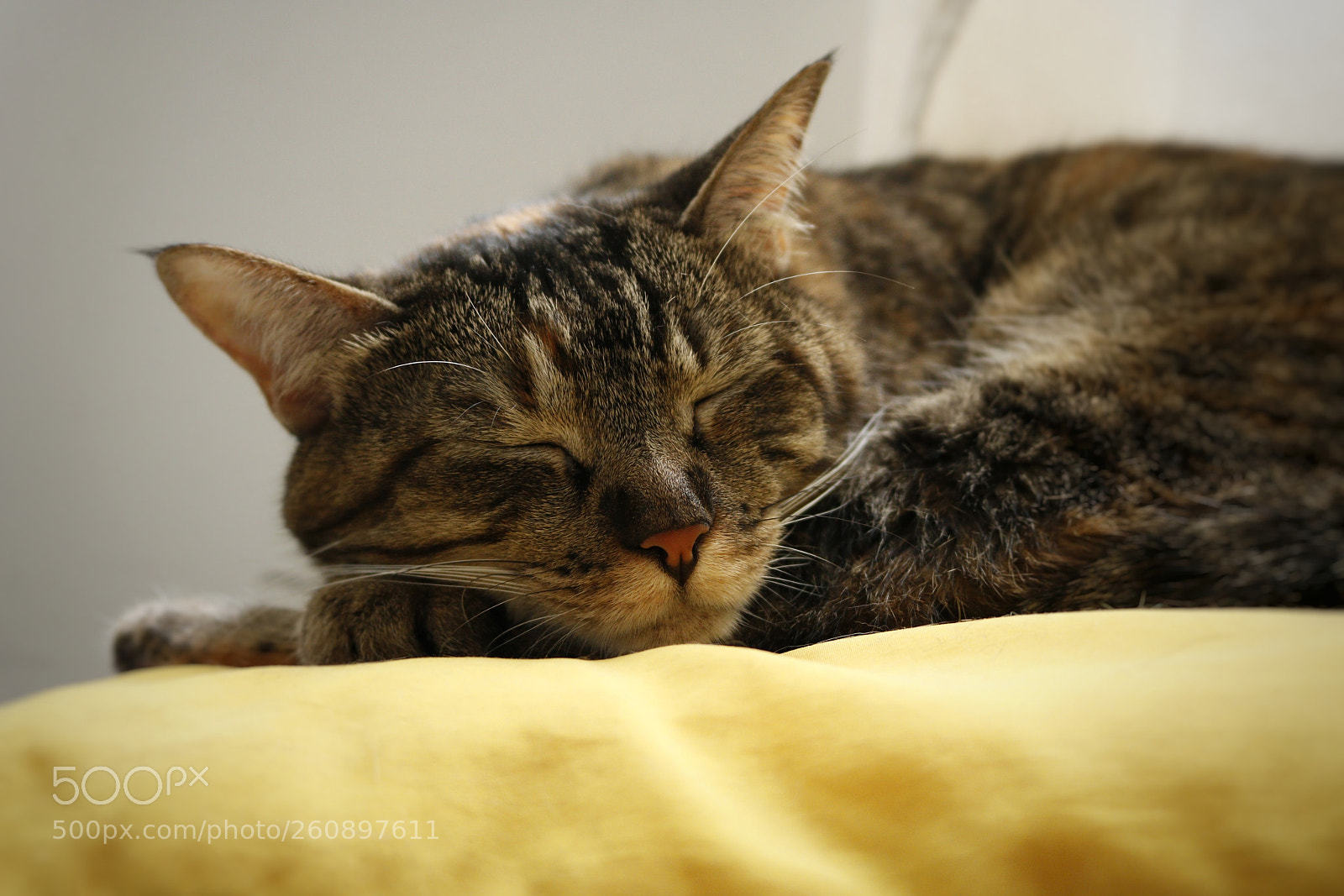 Canon EOS 750D (EOS Rebel T6i / EOS Kiss X8i) sample photo. Cat sleeping photography