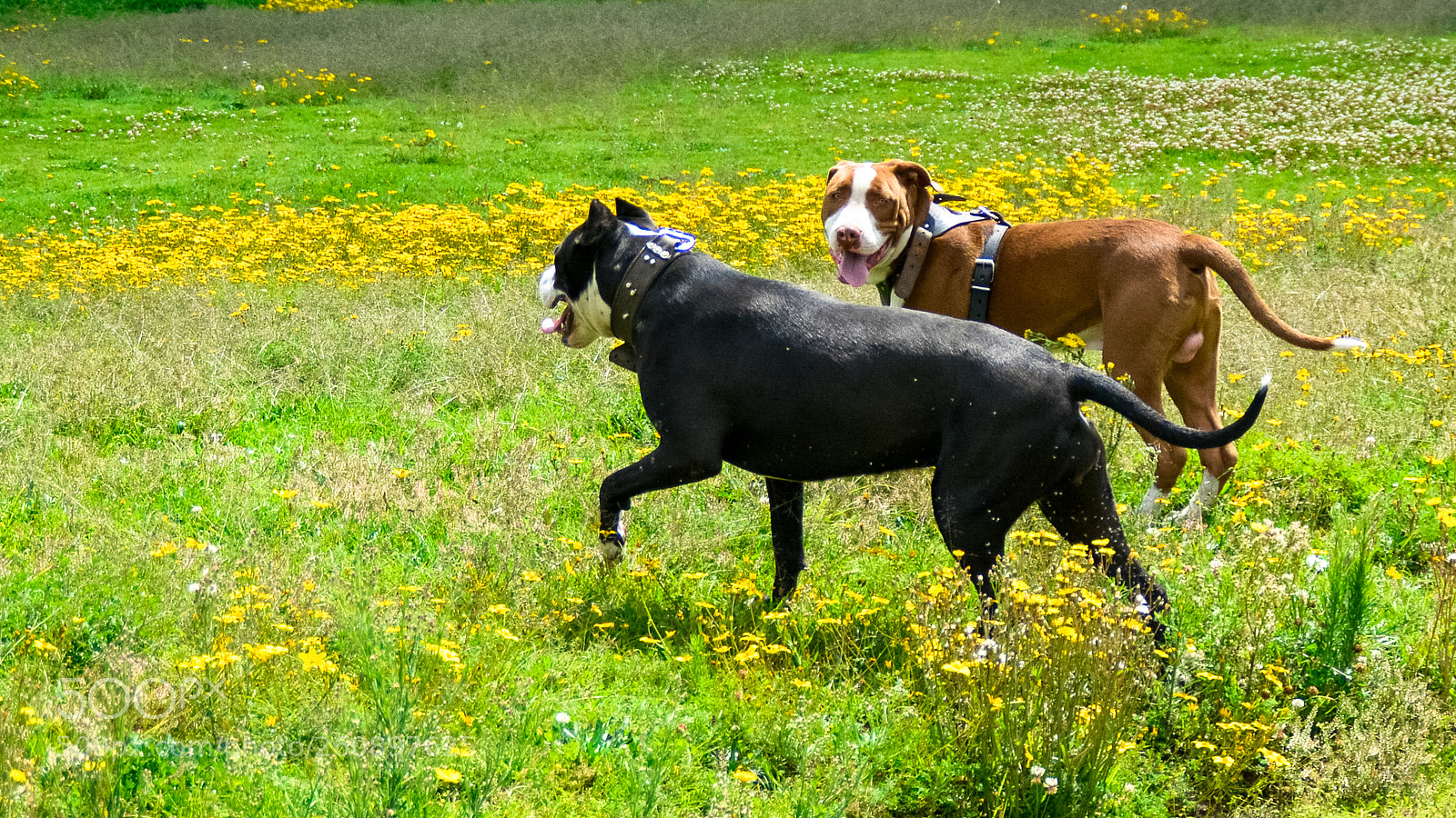 Nikon D5200 sample photo. Pits photography