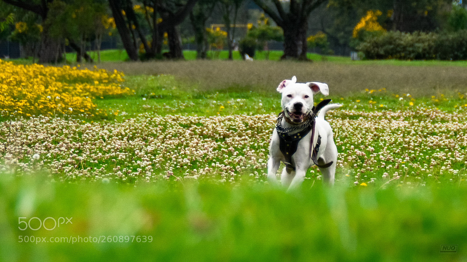Nikon D5200 sample photo. Pits photography