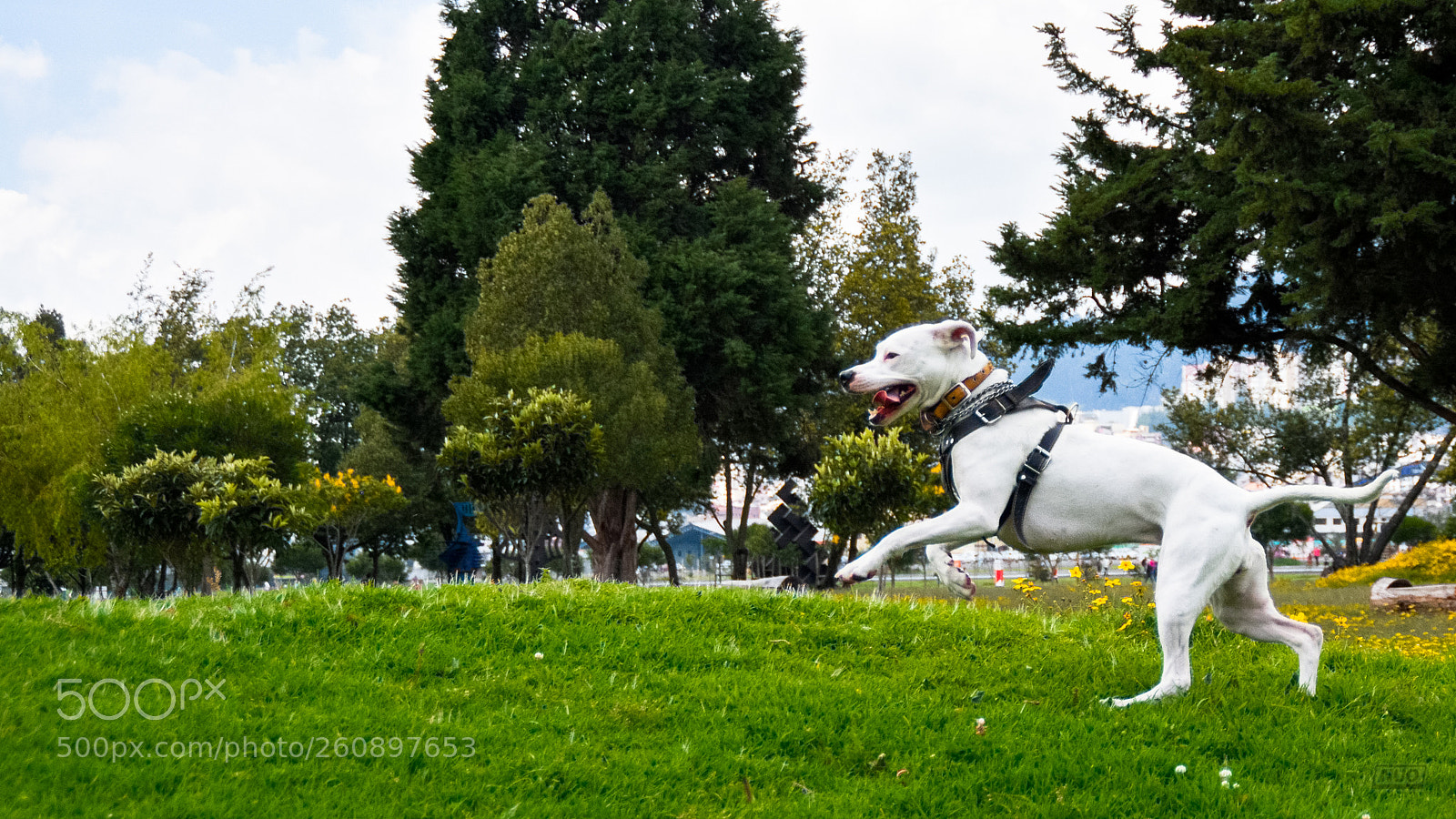 Nikon D5200 sample photo. Pits photography