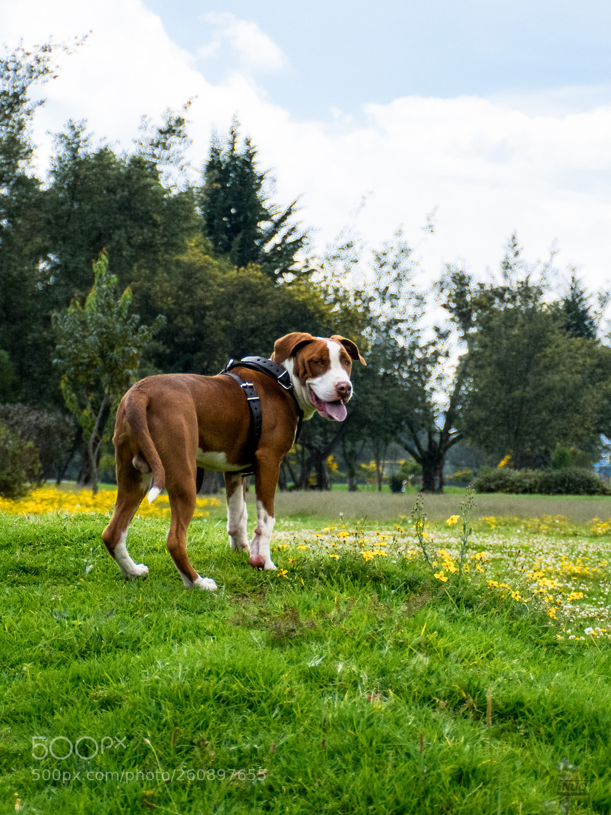 Nikon D5200 sample photo. Pits photography