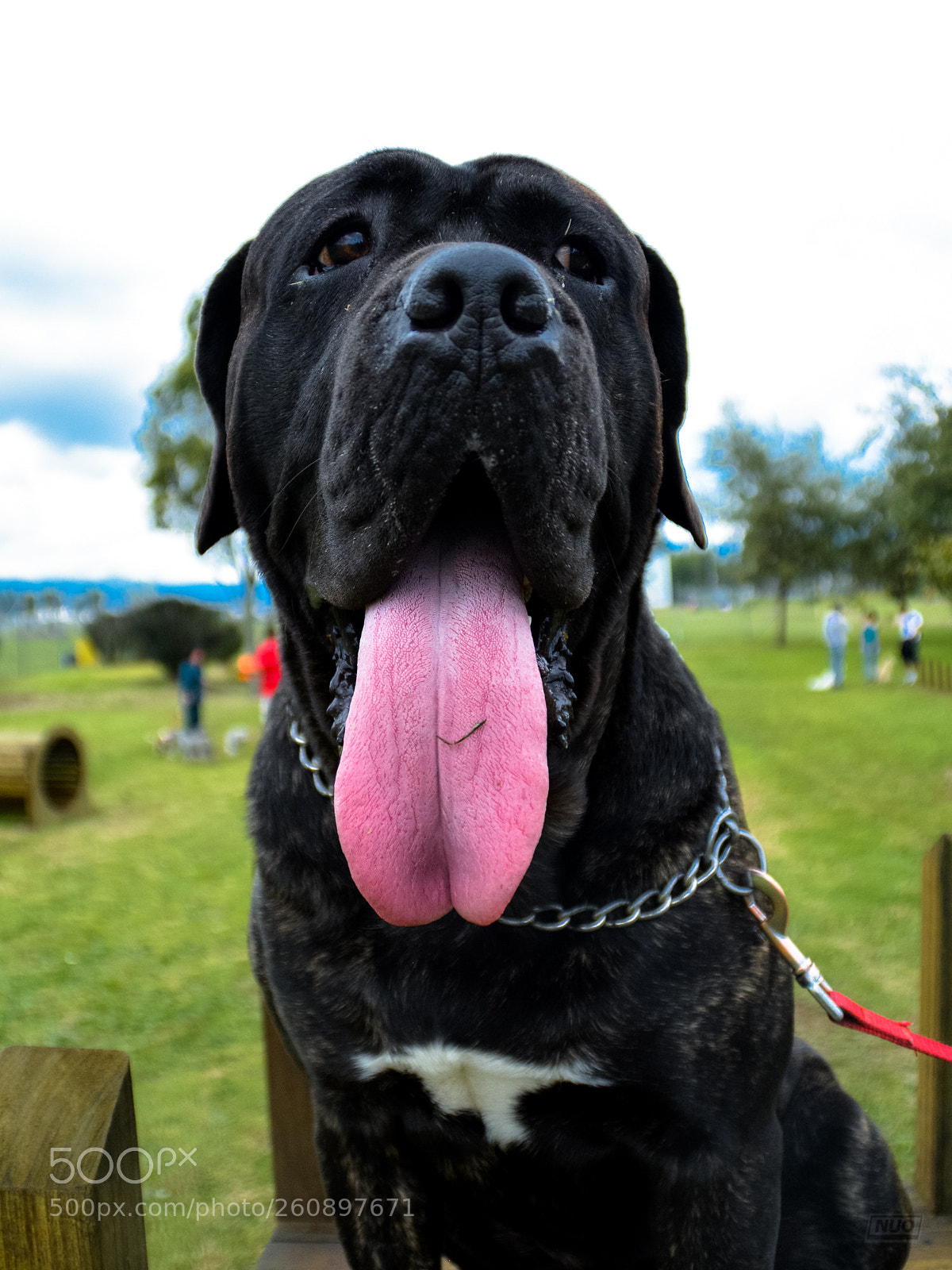 Nikon D5200 sample photo. Pits photography