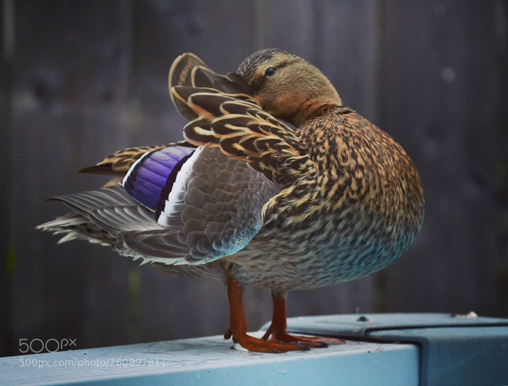 Nikon D3100 sample photo. Untitled photography