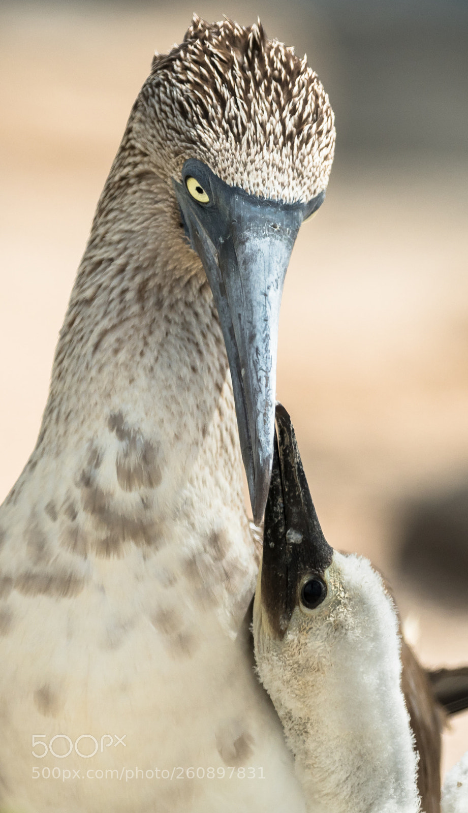 Nikon D500 sample photo. Beak-to-beak photography