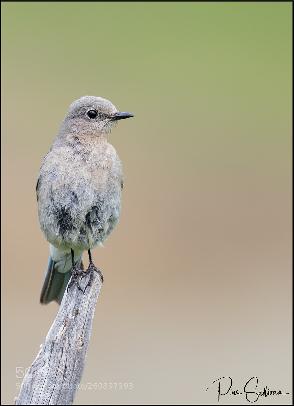 Canon EOS 5DS R sample photo. Female mountain bluebird photography