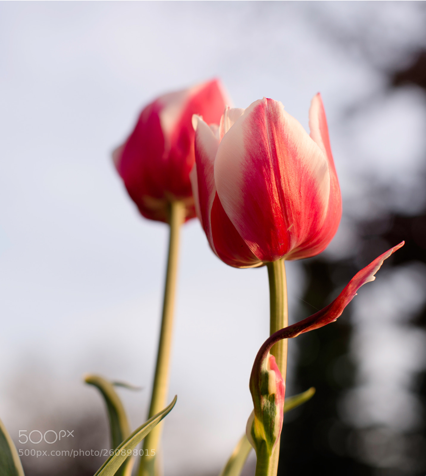 Nikon D610 sample photo. One more tulip photography