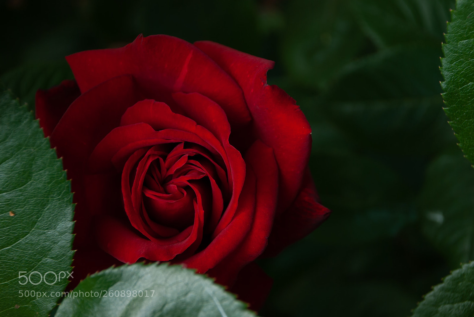 Nikon D40X sample photo. Rose in hiding photography