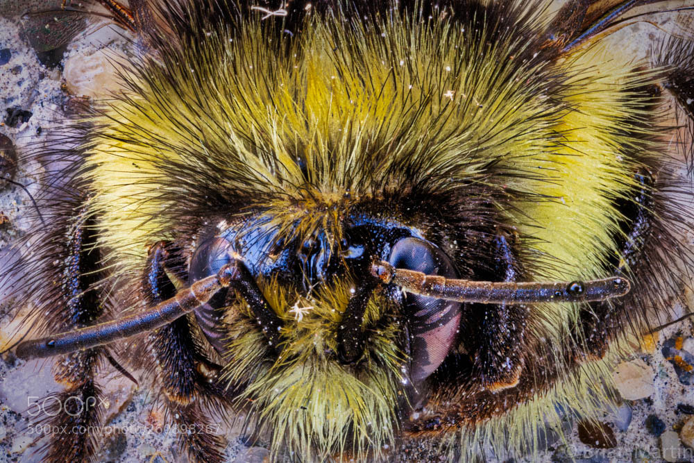 Sony a7R III sample photo. Bee, bumble bee photography