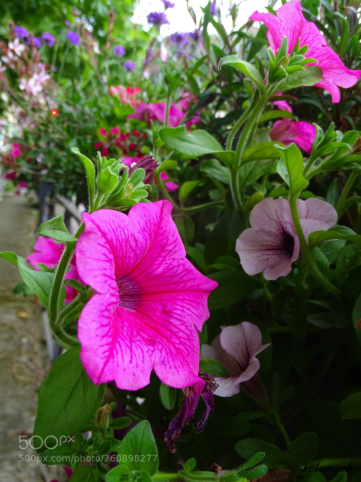 Sony Cyber-shot DSC-HX400V sample photo. Untitled photography