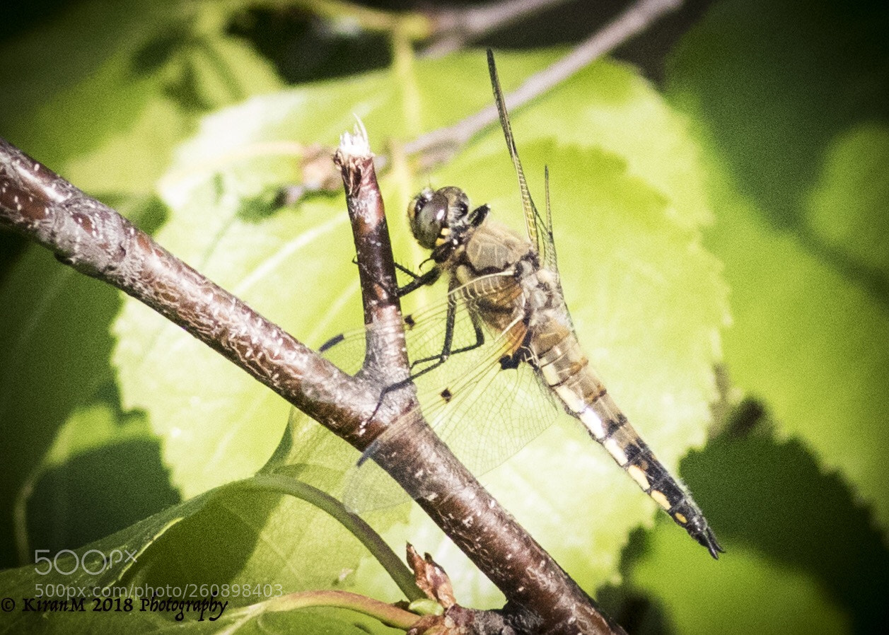Canon EOS 7D Mark II sample photo. Dragonfly photography