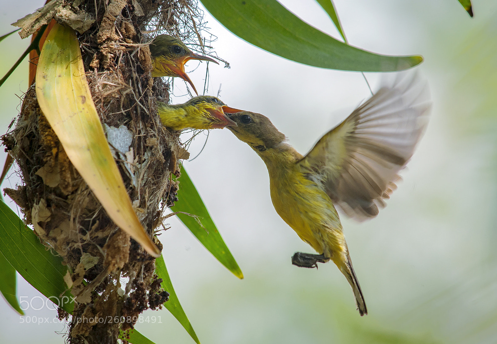 Nikon D700 sample photo. Olive-backed sunbird photography