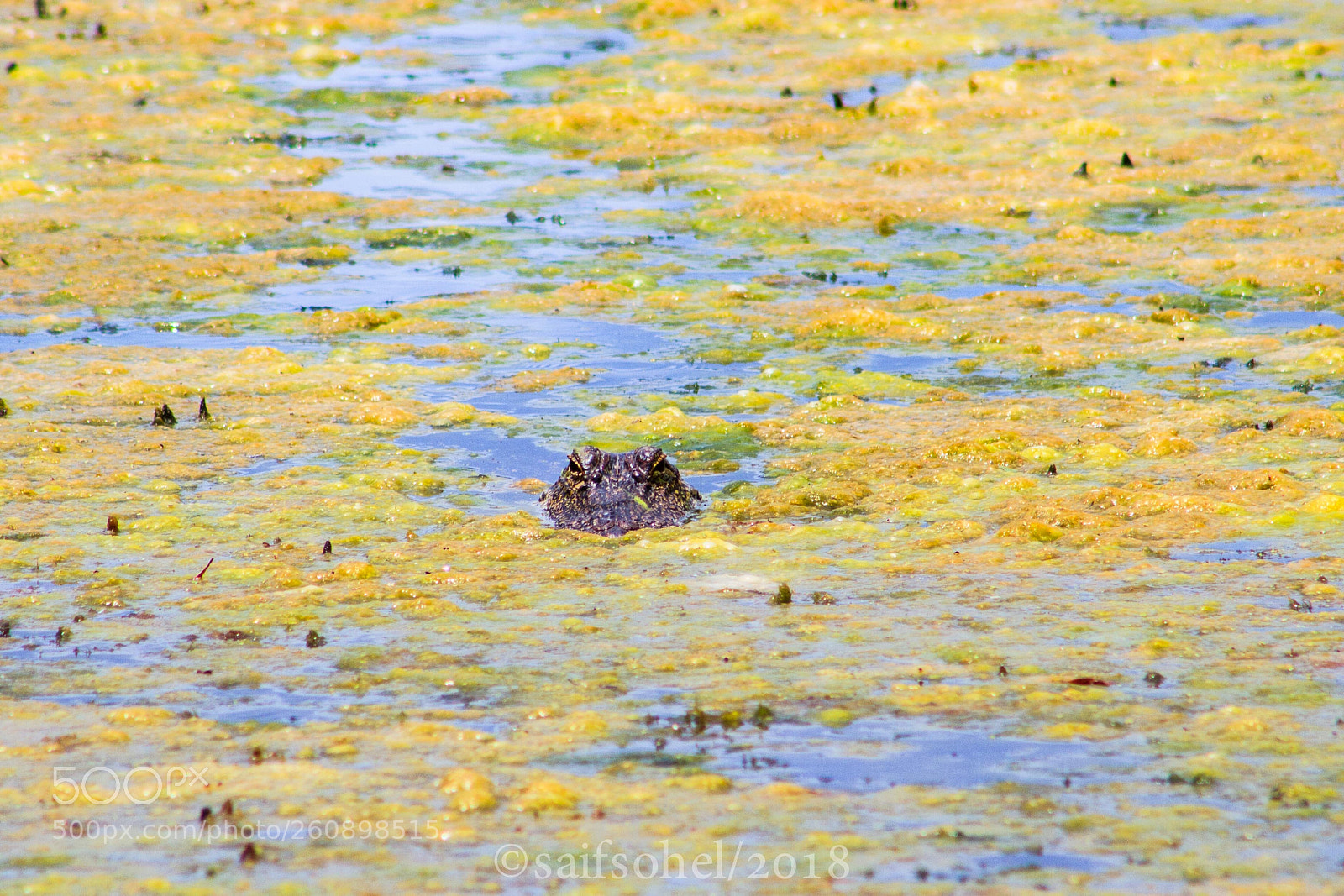 Canon EOS 7D sample photo. Img photography