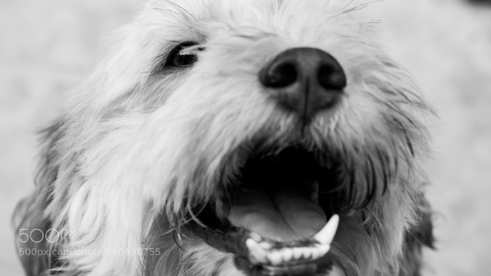 Nikon D5300 sample photo. Mono photography