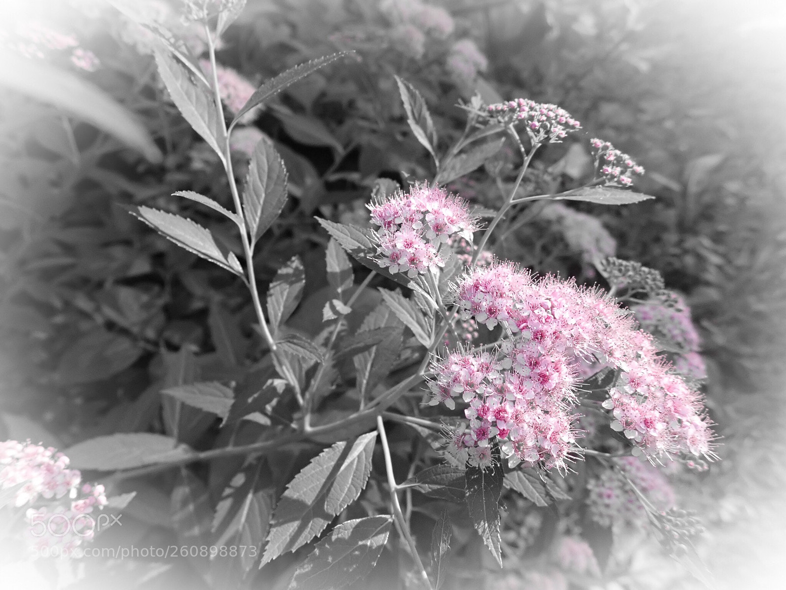 Olympus TG-5 sample photo. Pretty in pink  photography