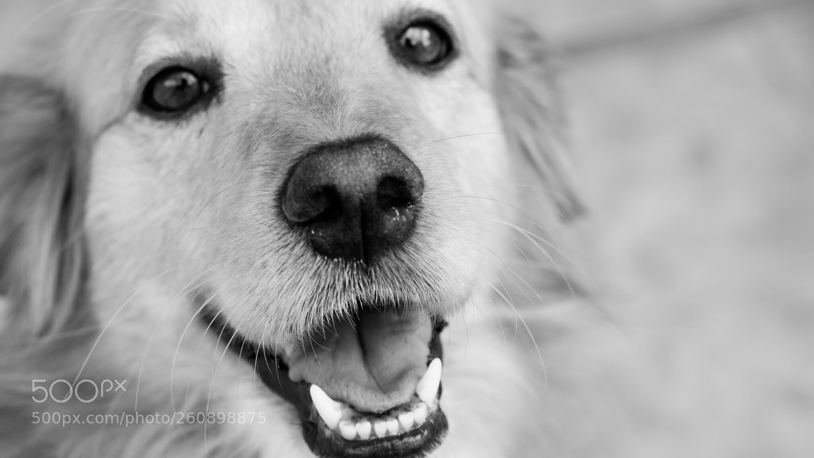 Nikon D5300 sample photo. Scott photography