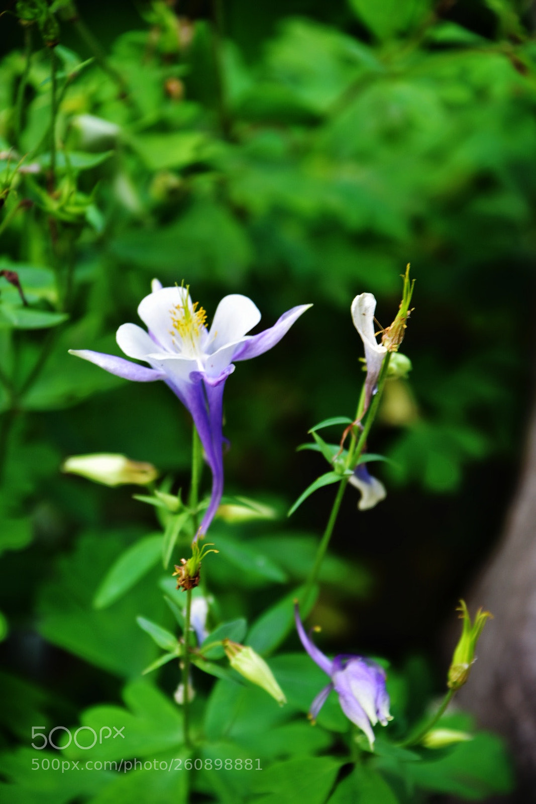 Nikon D7200 sample photo. White and purple photography